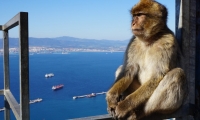 Tagesausflug nach Gibraltar mit Abfahrt von Vilamoura